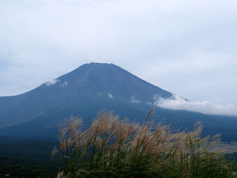 �R���΂���̃X�X�L�ƕx�m�R