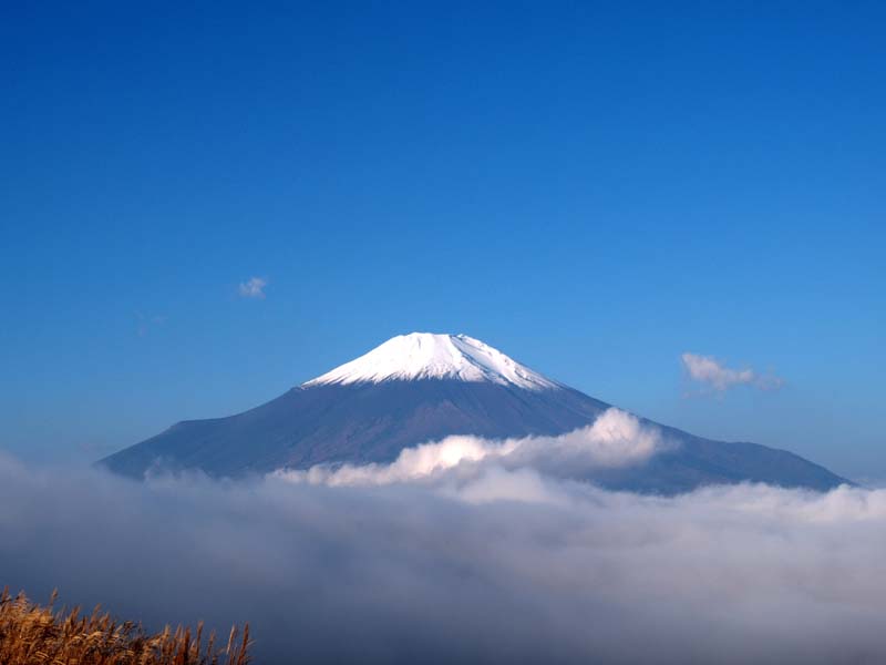 �R���΃p�m���}�䂩��̕x�m�R