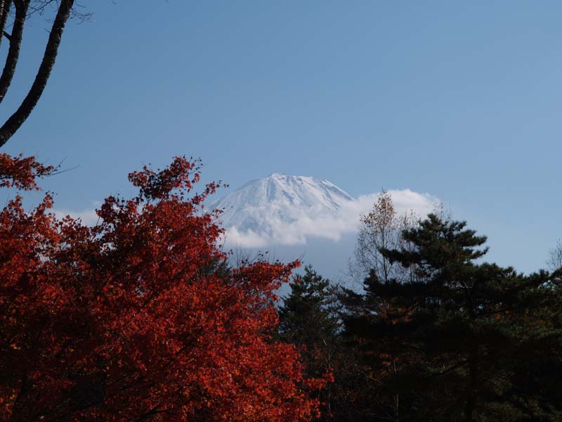 ���΂���̕x�m�R