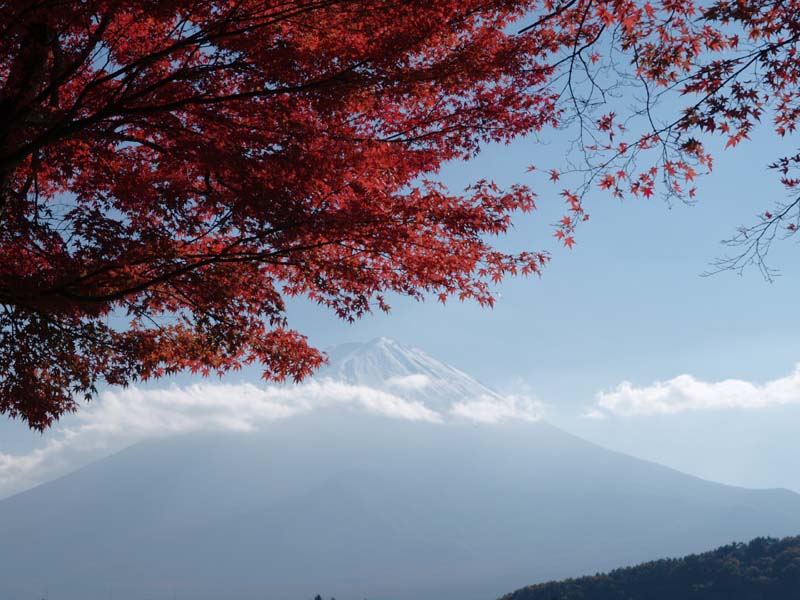 �͌��΂���̕x�m�R