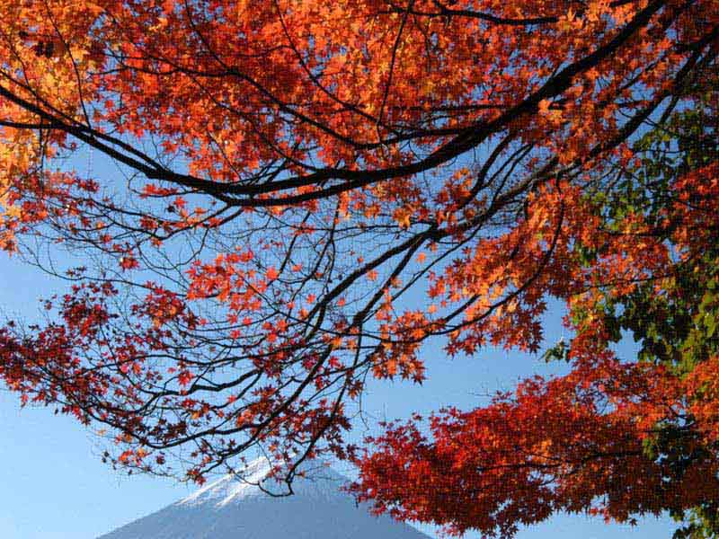 �͌��΂̍g�t�ƕx�m�R(2)