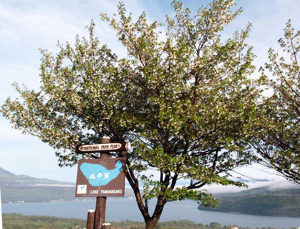 �p�m���}��̍�