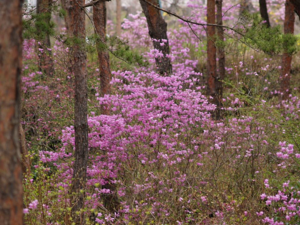 ��̃~�c�o��