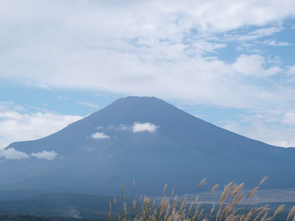 �X�X�L�ƕx�m�R