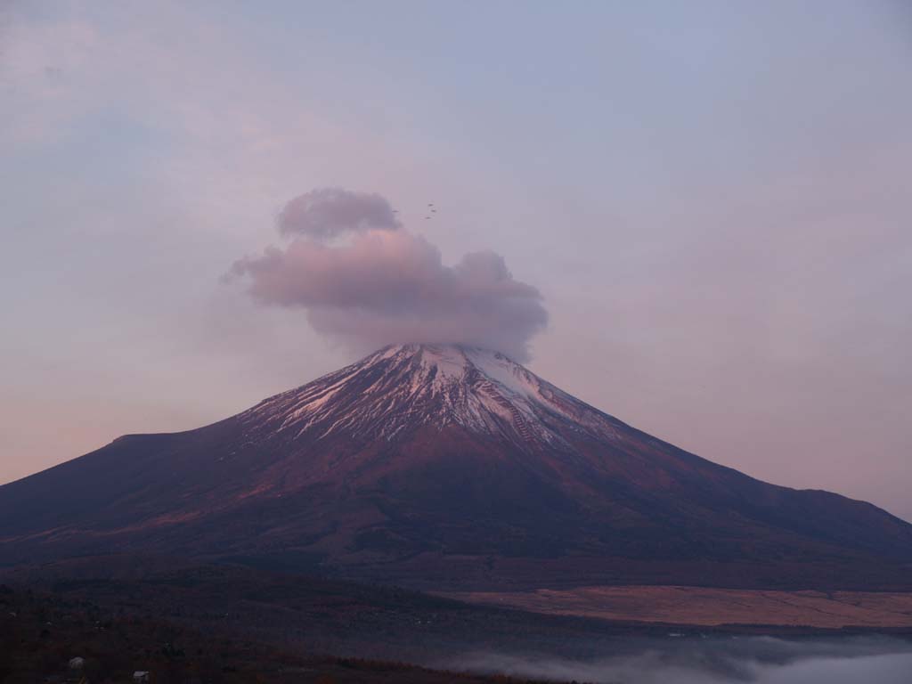 �p�m���}�䂩��̒��Ă�