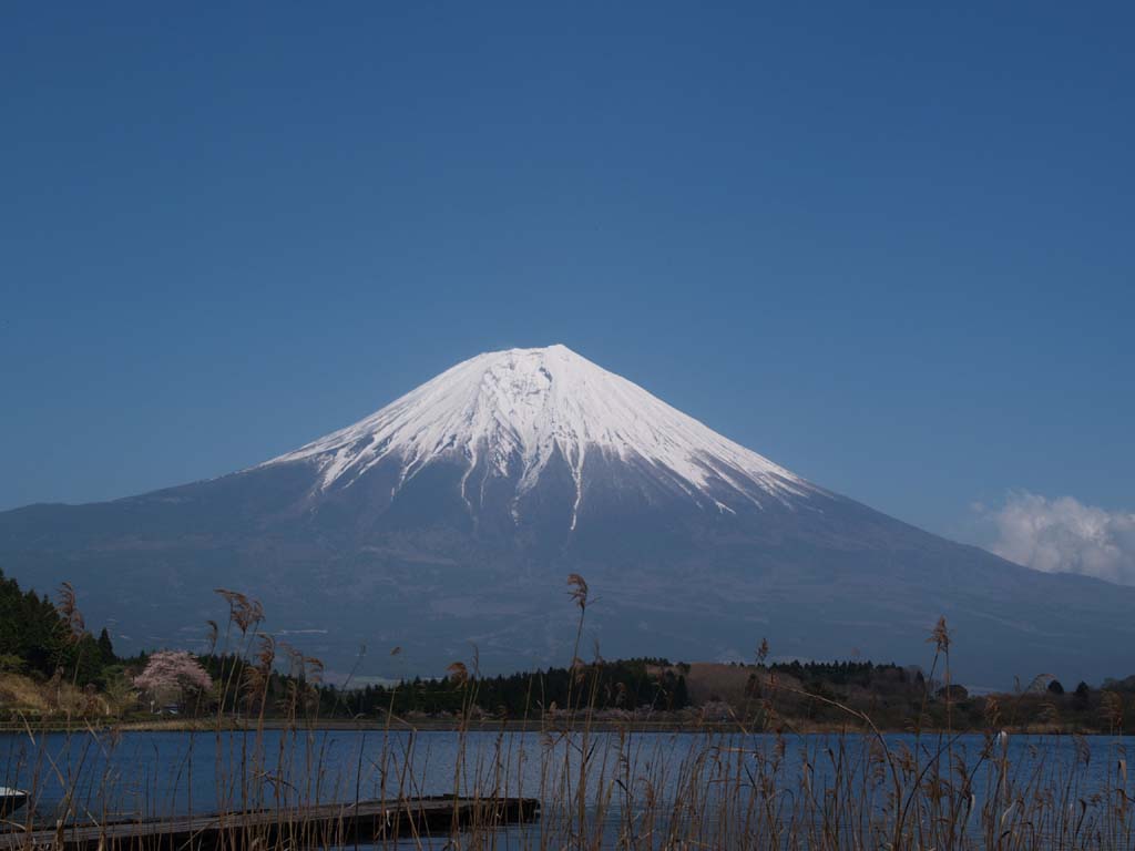 �������肭�����肫�ꂢ�ȕx�m�R