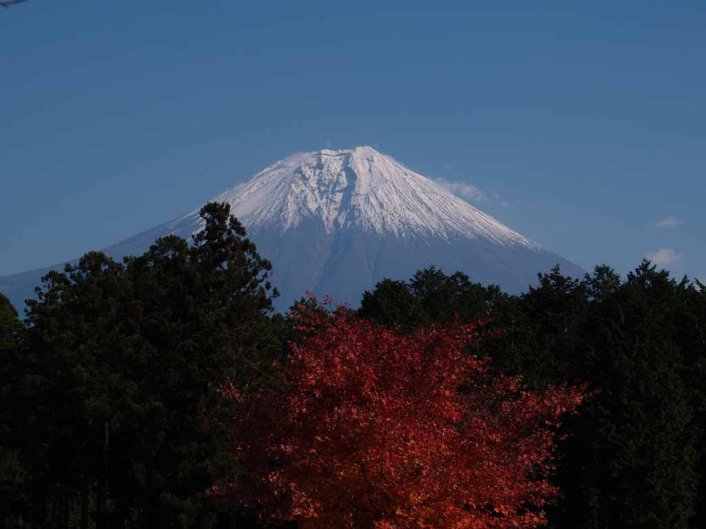 �c�ь΂̍g�t�ƕx�m�R