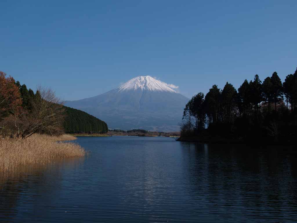 �x�ɑ�����̕x�m�R