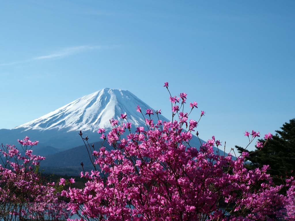 4/27 ���i�΂���̃~�c�o���ƕx�m�R