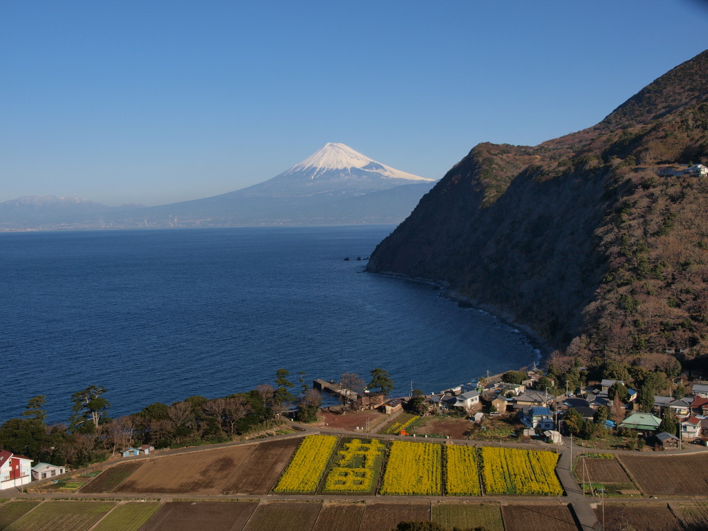 1/25 ��c����̍؂̉Ԃƕx�m�R