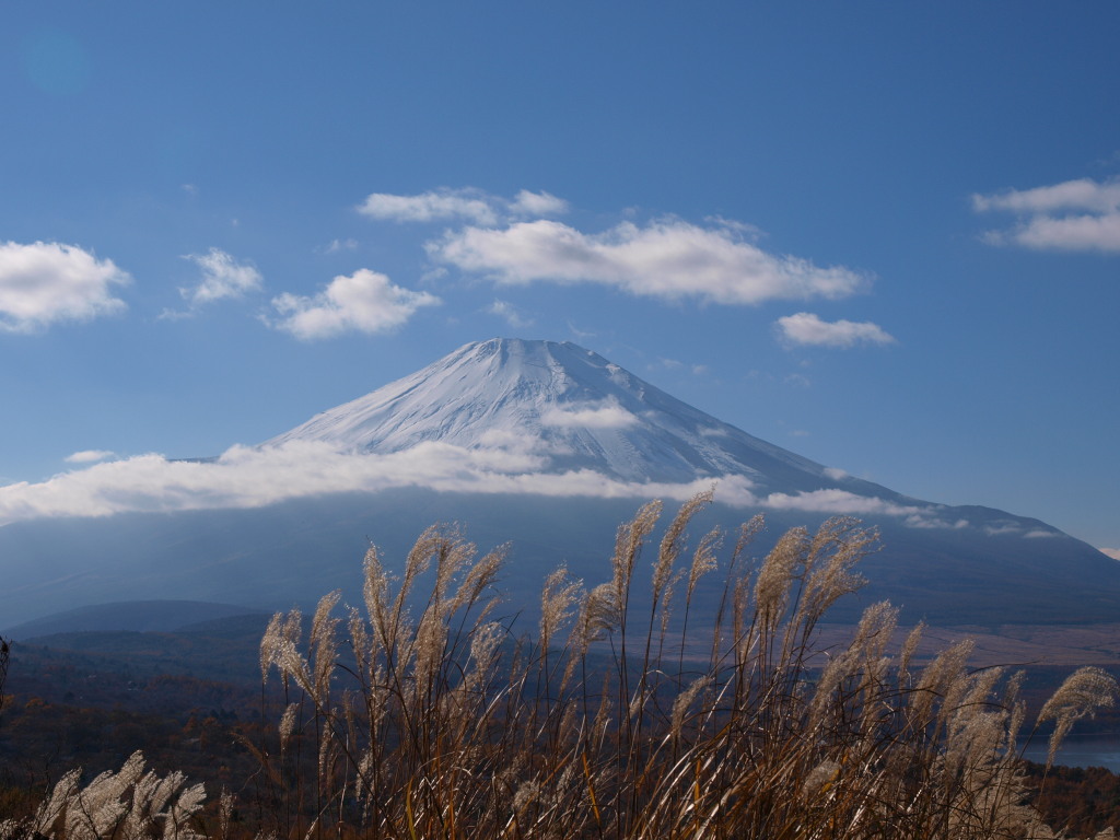 11/13 �X�X�L�ƕx�m�R