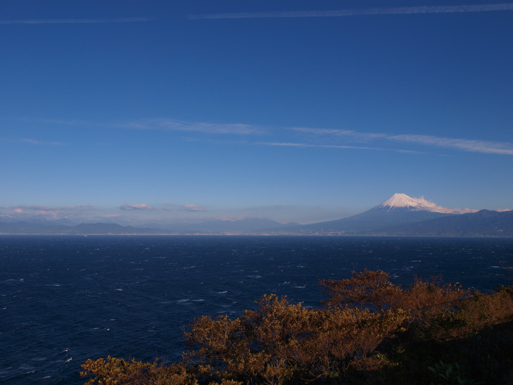 1/24 �o�������̕x�m�R