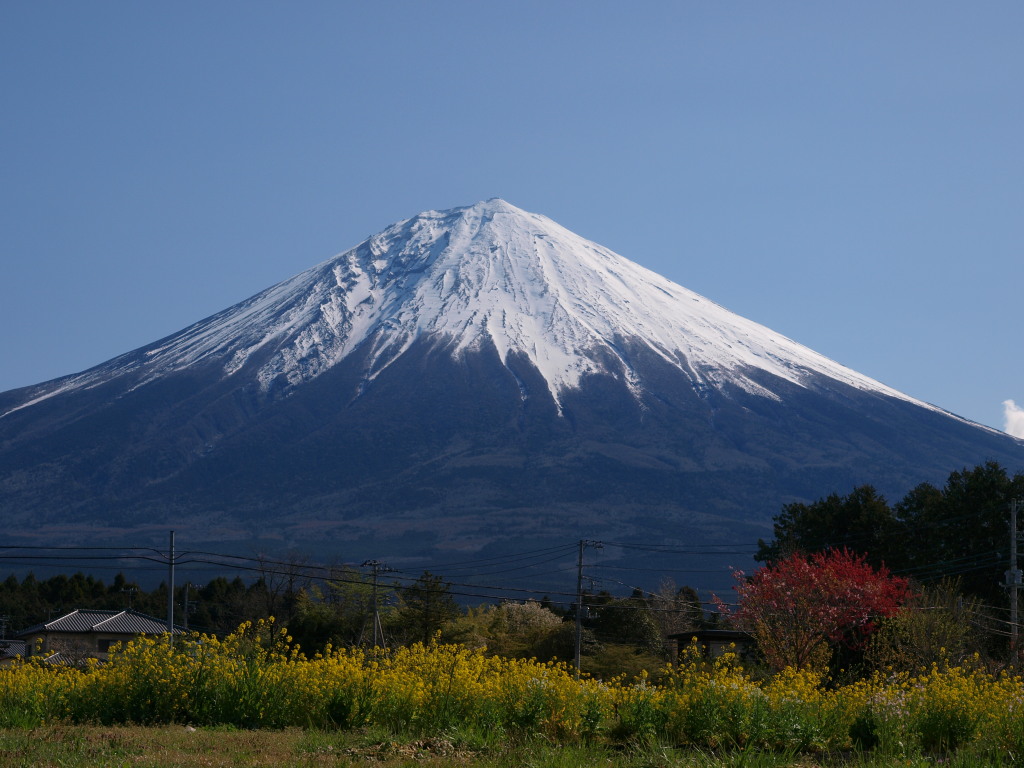 4/15 �؂̉Ԃƕx�m�R