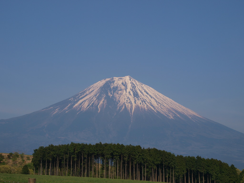 5/1 ������������̕x�m�R