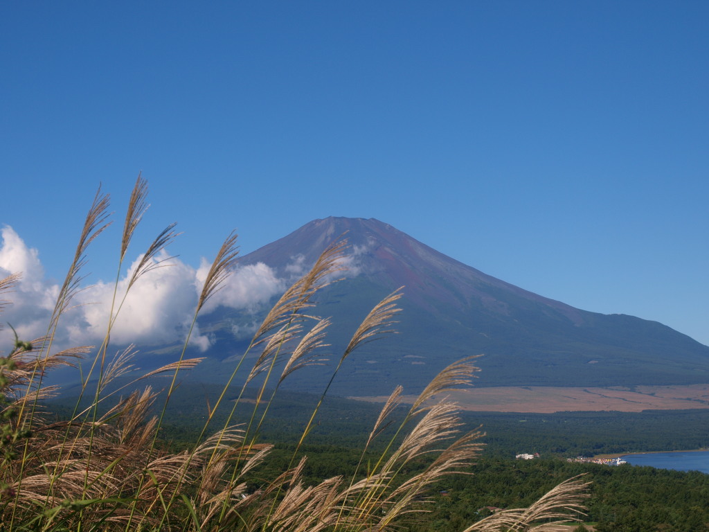 9/10 �X�X�L�ƕx�m�R