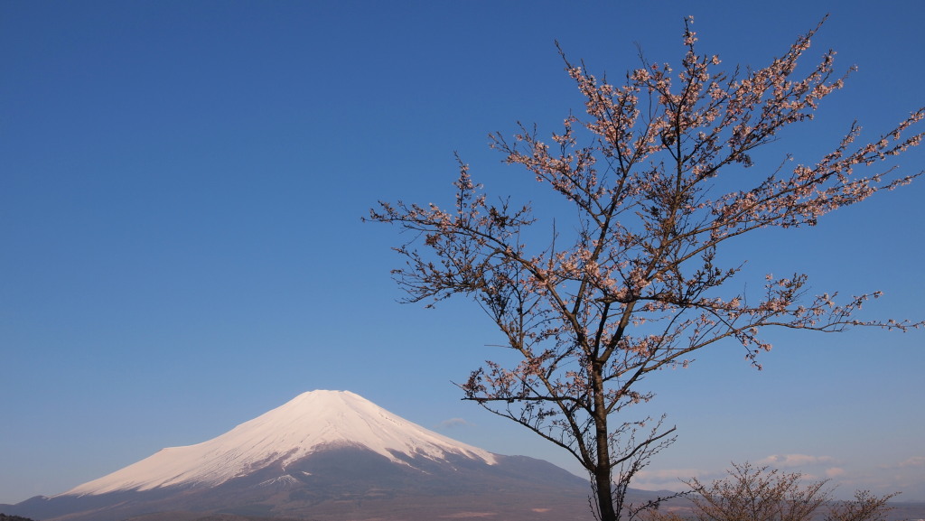 5/1 �p�m���}��̍��ƕx�m�R