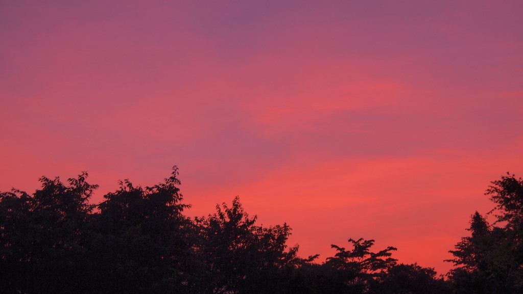 7/21 ���̋�̒��Ă�