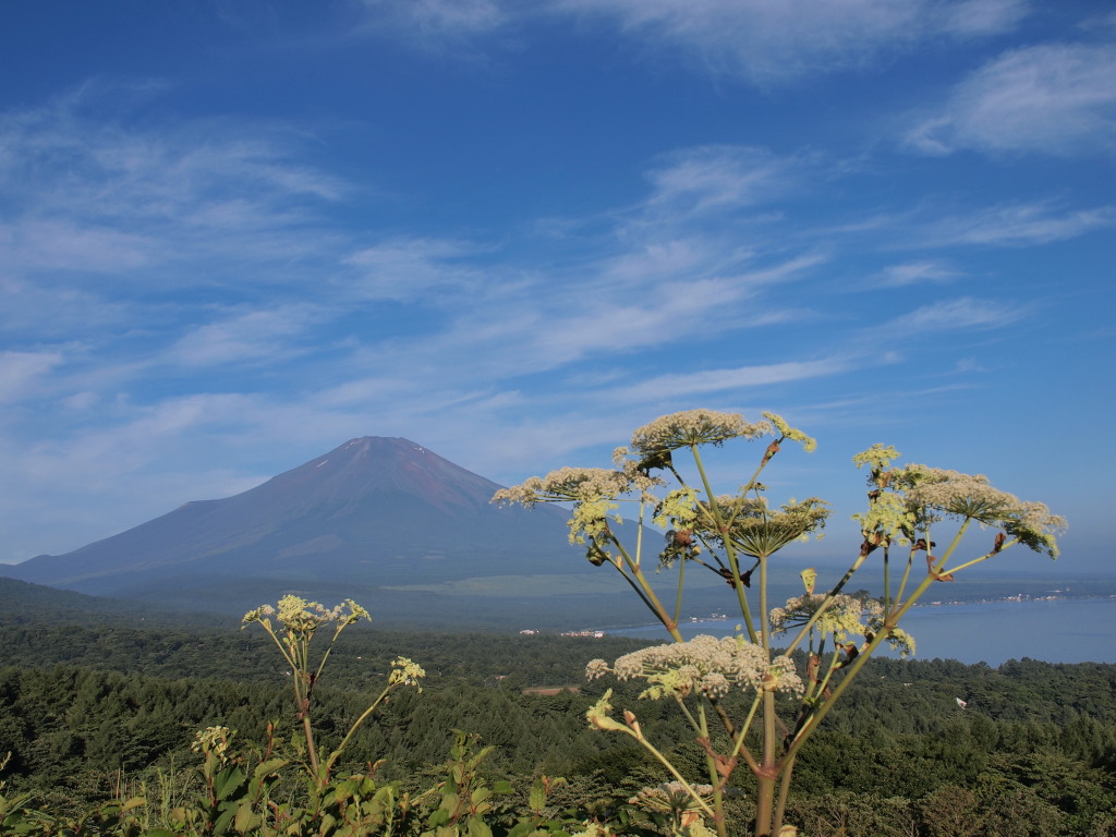 8/7 �����E�h�ƏH�_�ƕx�m�R