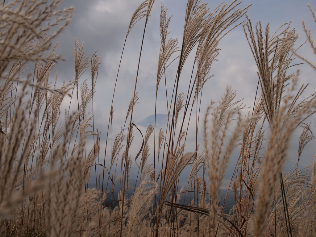 10/17 �X�X�L�̒��̕x�m�R