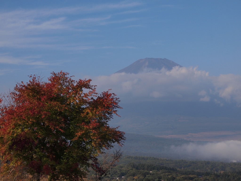 10/18 �g�t�ƕx�m�R