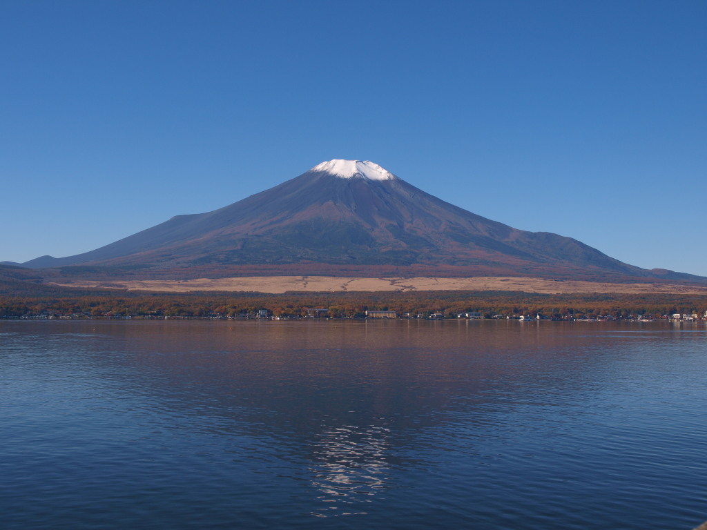 11/5 ���ꂢ�ȕx�m�R