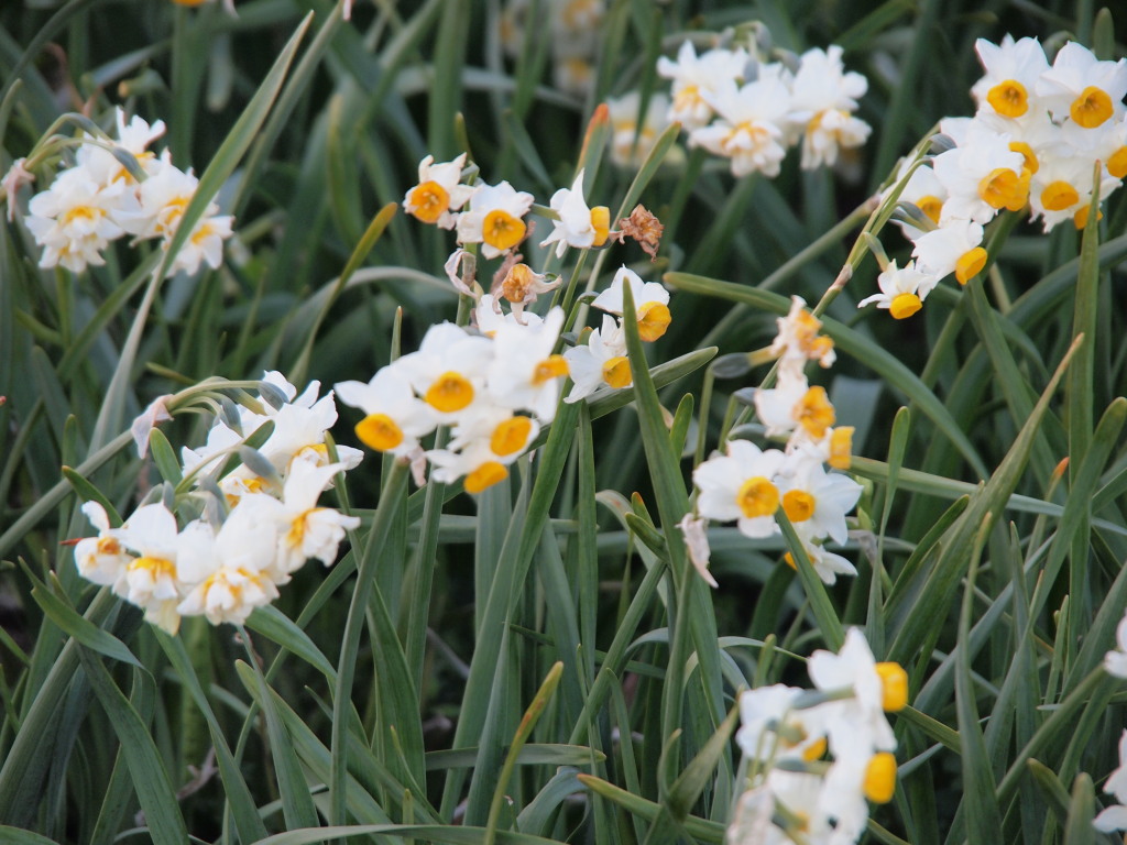 1/25 �쐶����