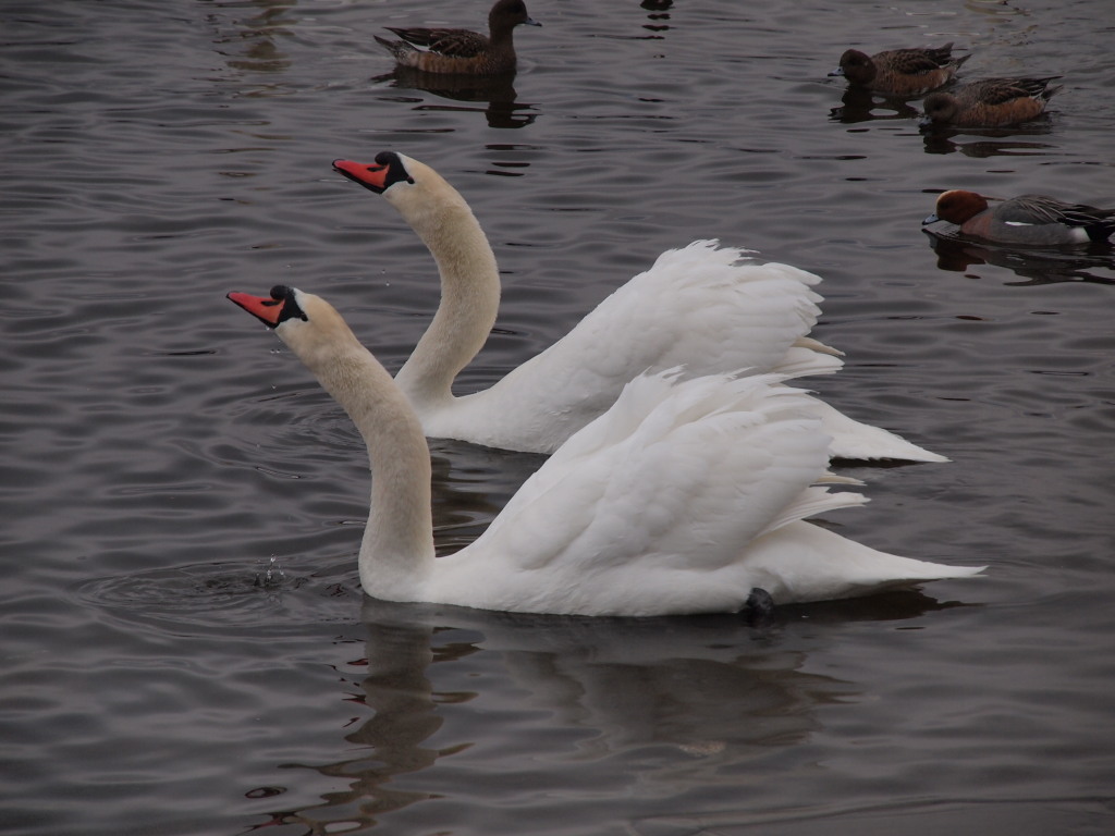 2/2 �R���΂̔���