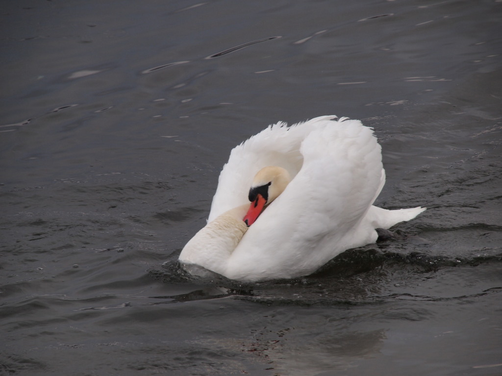 2/2 �R���΂̔���(2)