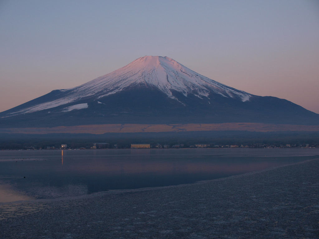 2/3 �ق�̂�s���N�ɂȂ����x�m�R