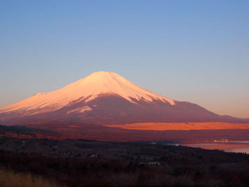 4/6 ���ꂢ�ȕx�m�R