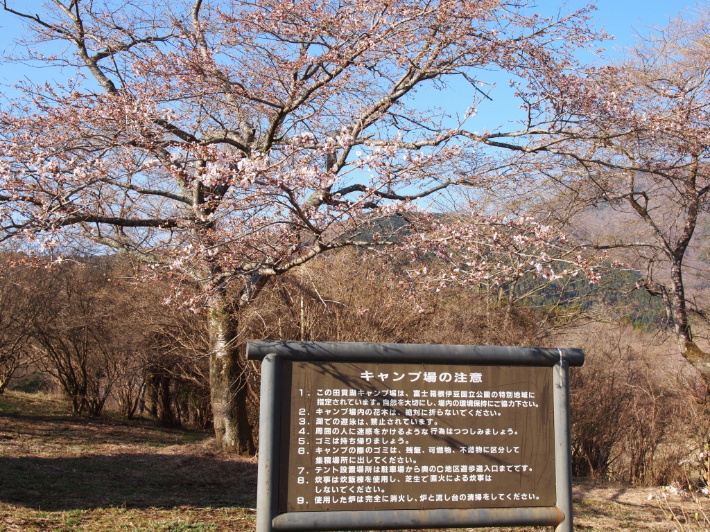 4/13 �c�ь΂̍�