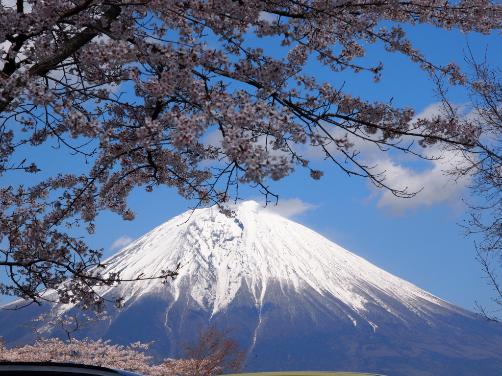 4/20 ��������E��������̕x�m�R�ƍ�