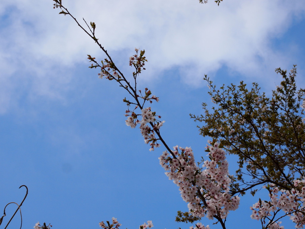 5/6 �V�ɉ��т����J�̍�