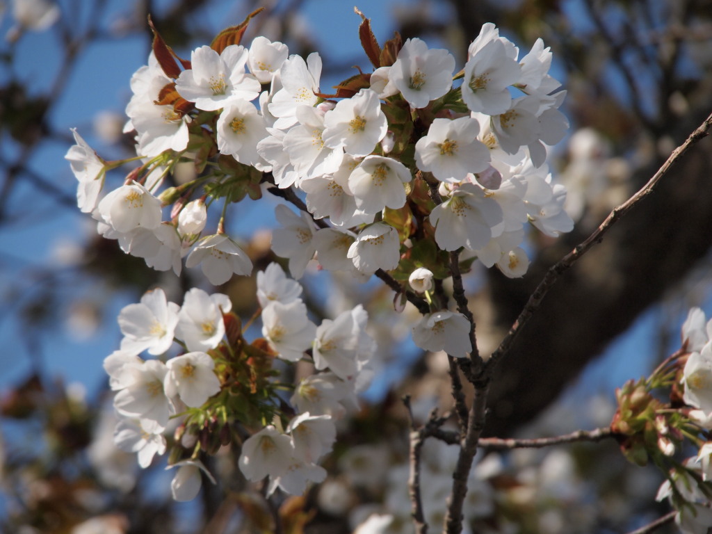 5/8 �R���΂̍�(3)