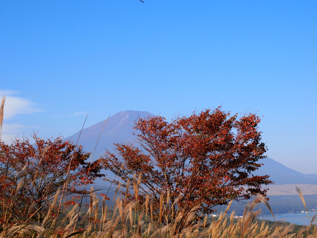 10/7 �g�t�ƕx�m�R