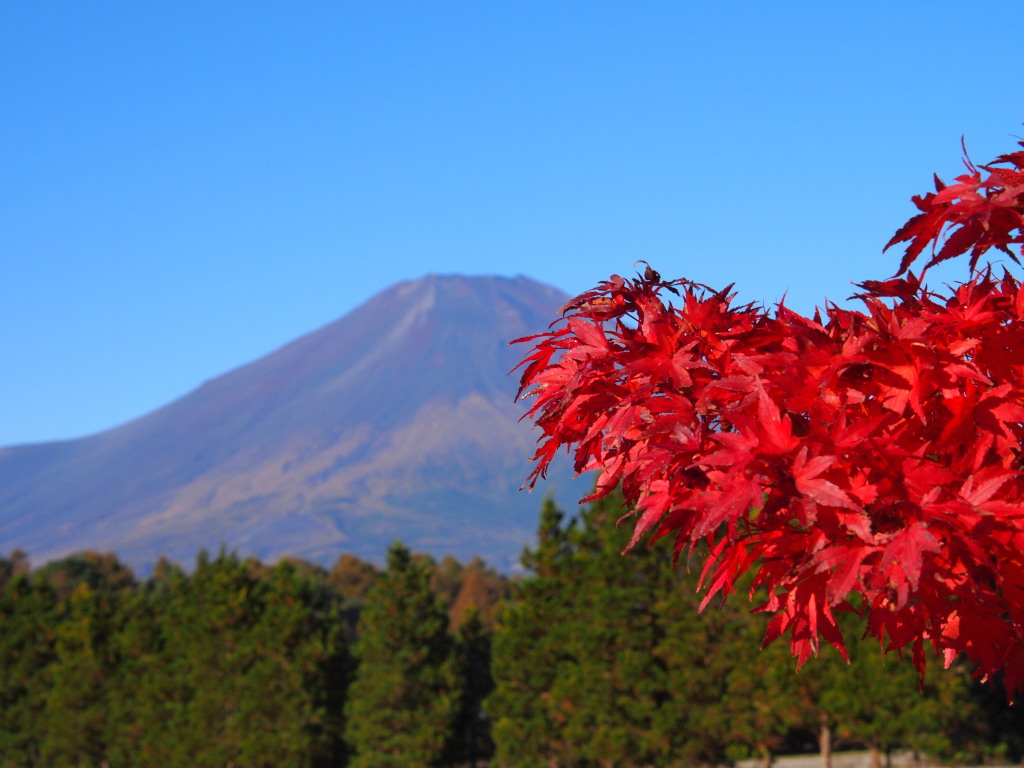 10/27 �g�t�ƕx�m�R