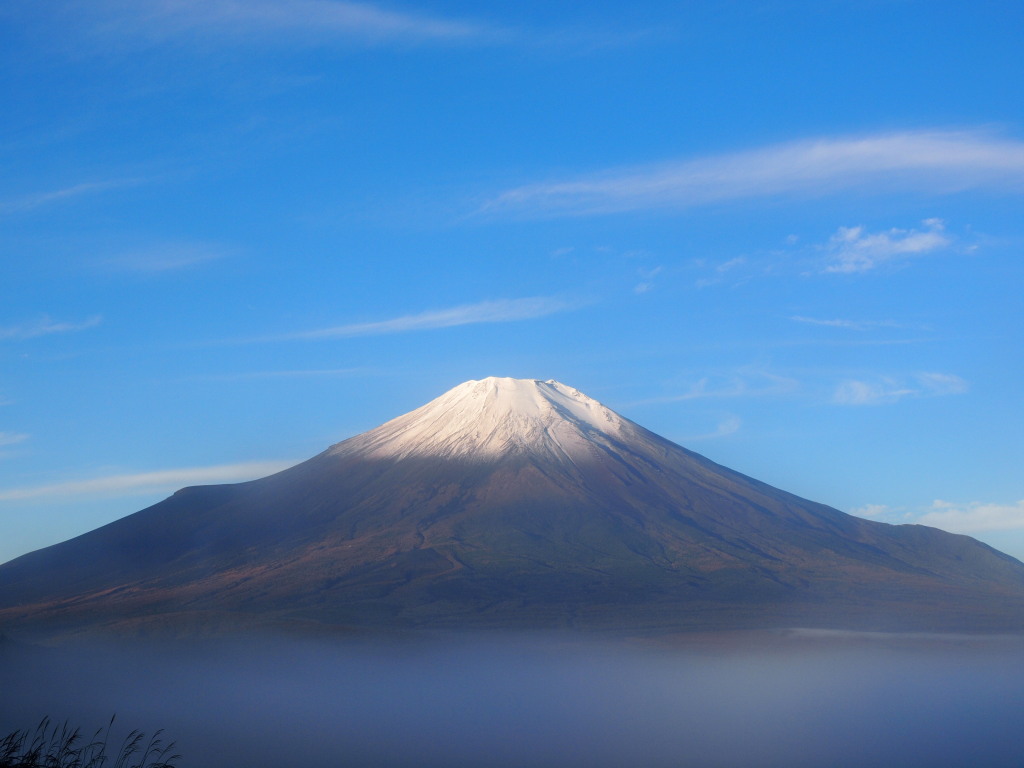 11/12 ��̂��ꂢ�ȕx�m�R