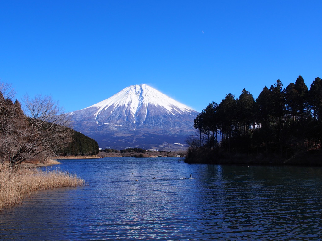 1/18 �x�ɑ�����̕x�m�R