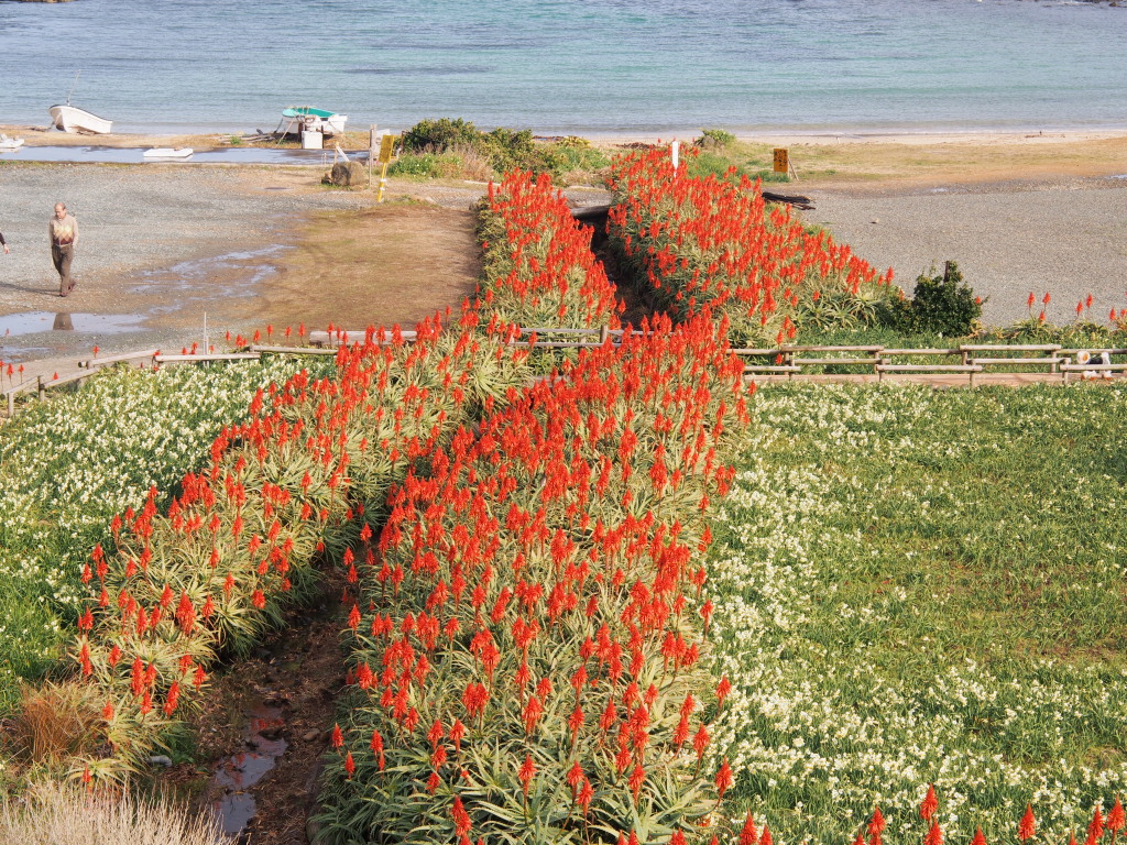 1/22 �A���G�̉Ԗ��J