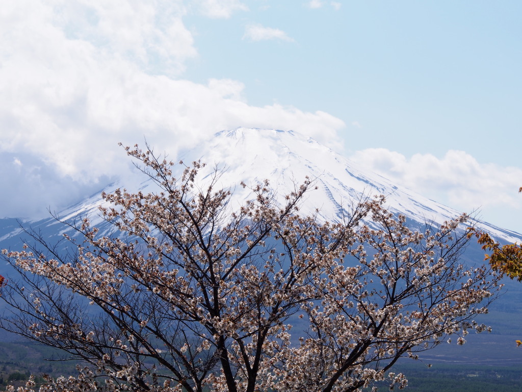 5/07 ���ƕx�m�R