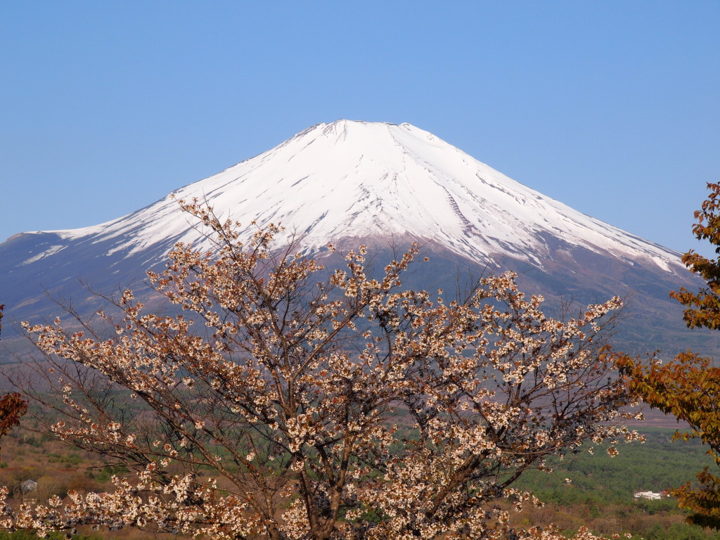 5/08 ���ƕx�m�R