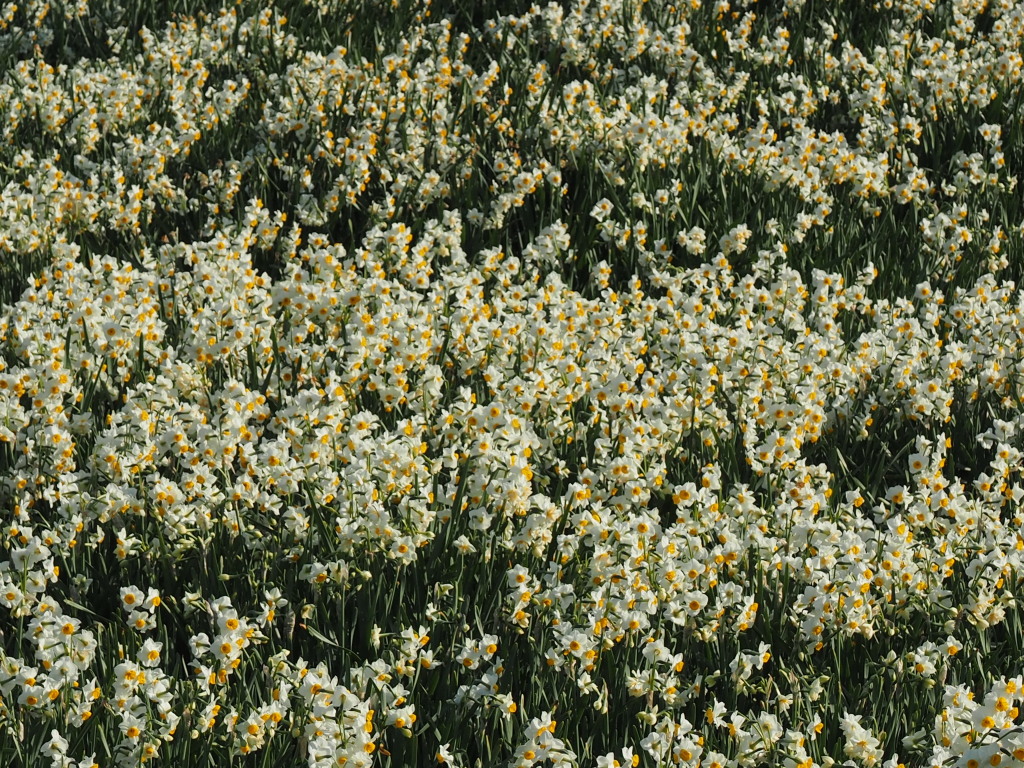 1/21 ���J�̐���