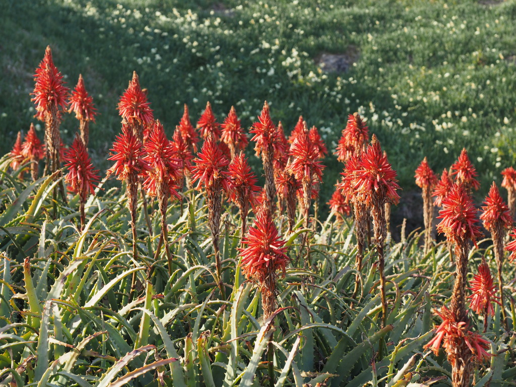 1/21 �A���G�����J