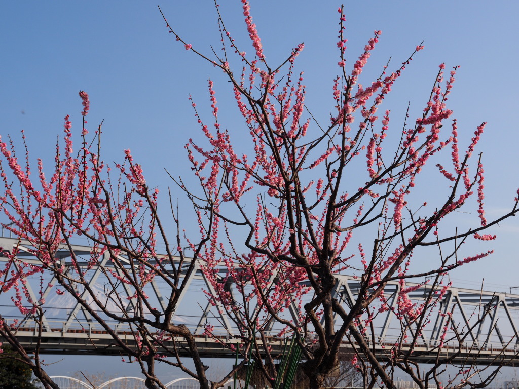 2/26 ���J�̔~