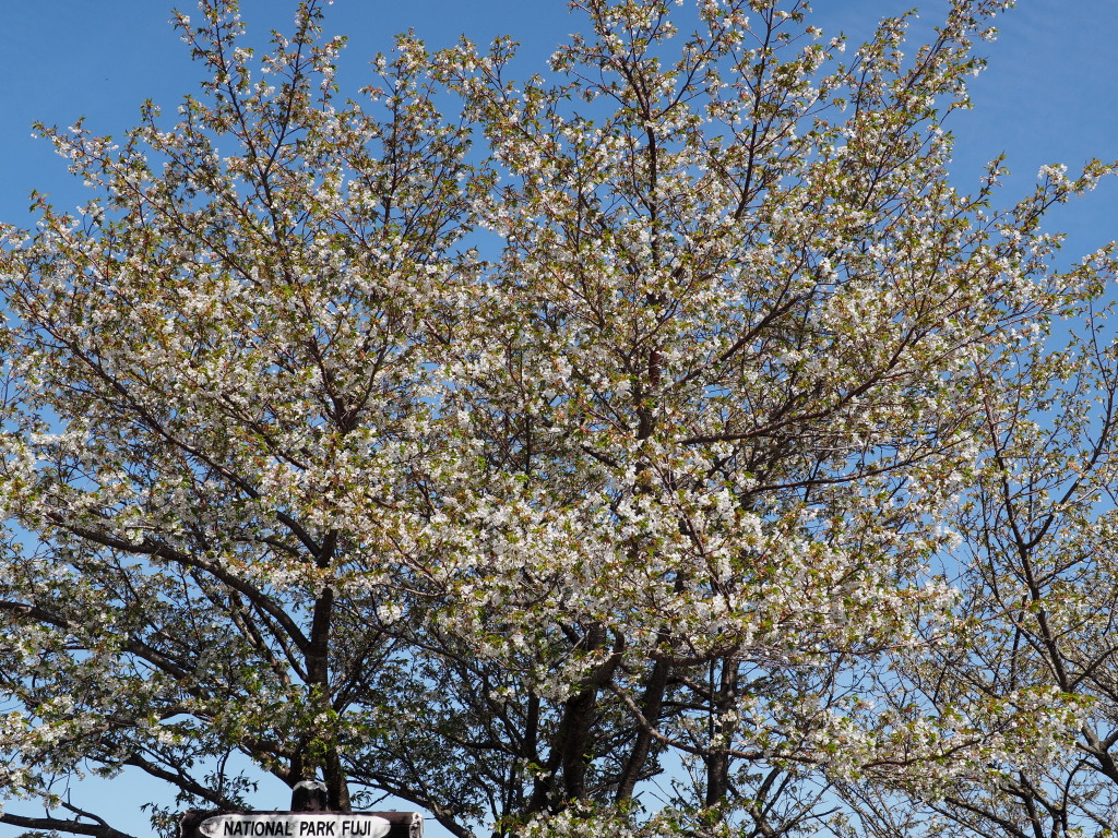 5/4 ���J�̍�