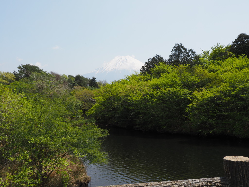 5/9 �V�΂ƕx�m�R