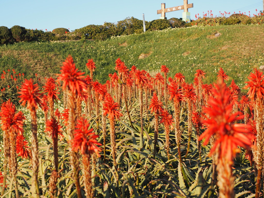 1/18 �A���G���J