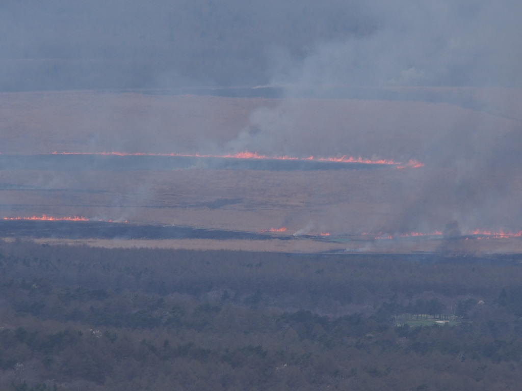 4/19 ���P���̖�Ă�