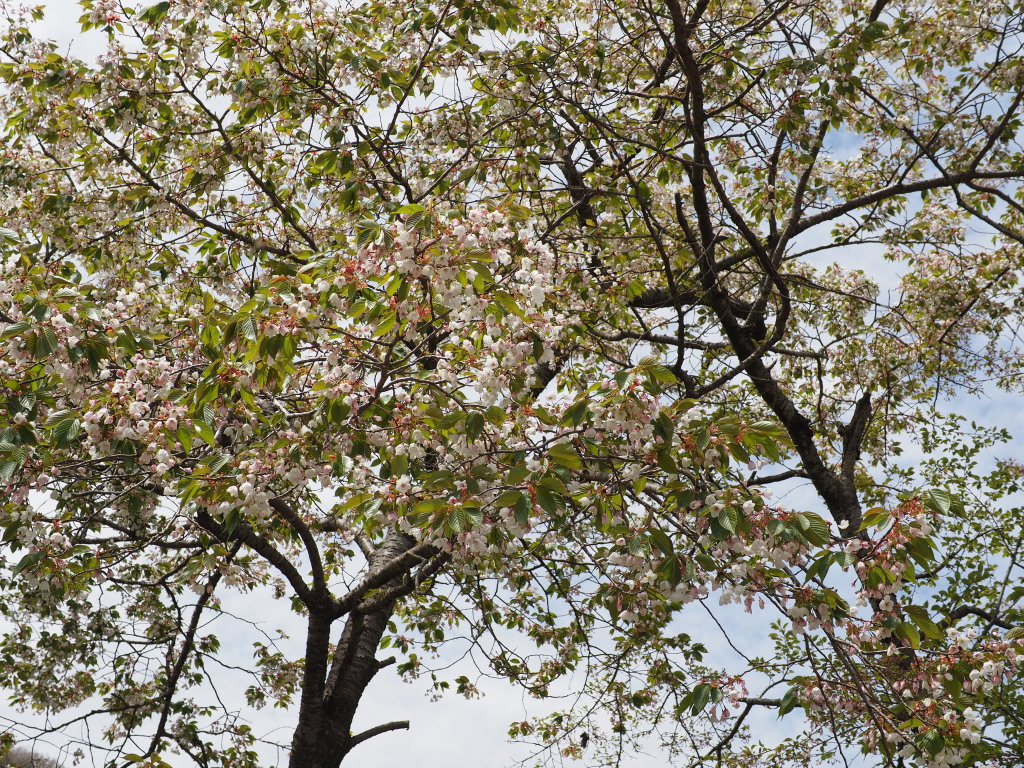 4/22 �x�炫�̍�