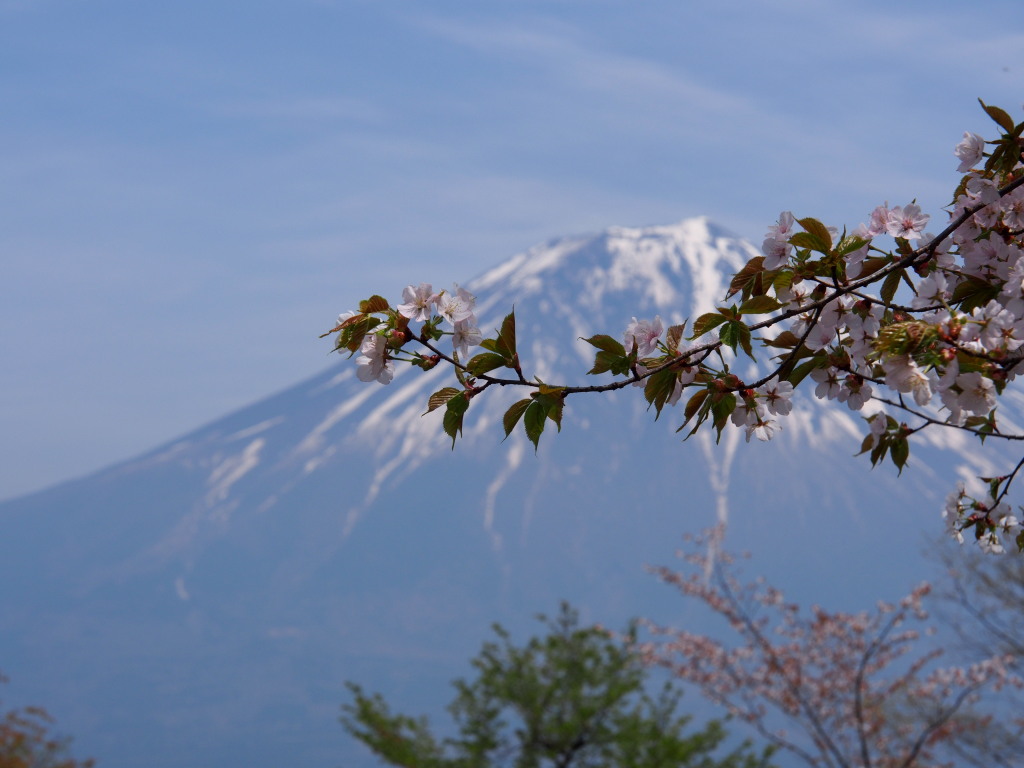 4/24 ���ƕx�m�R